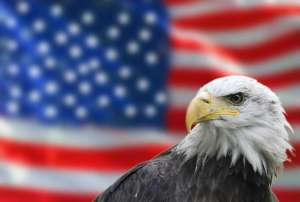 Bald-Eagle-American-flag